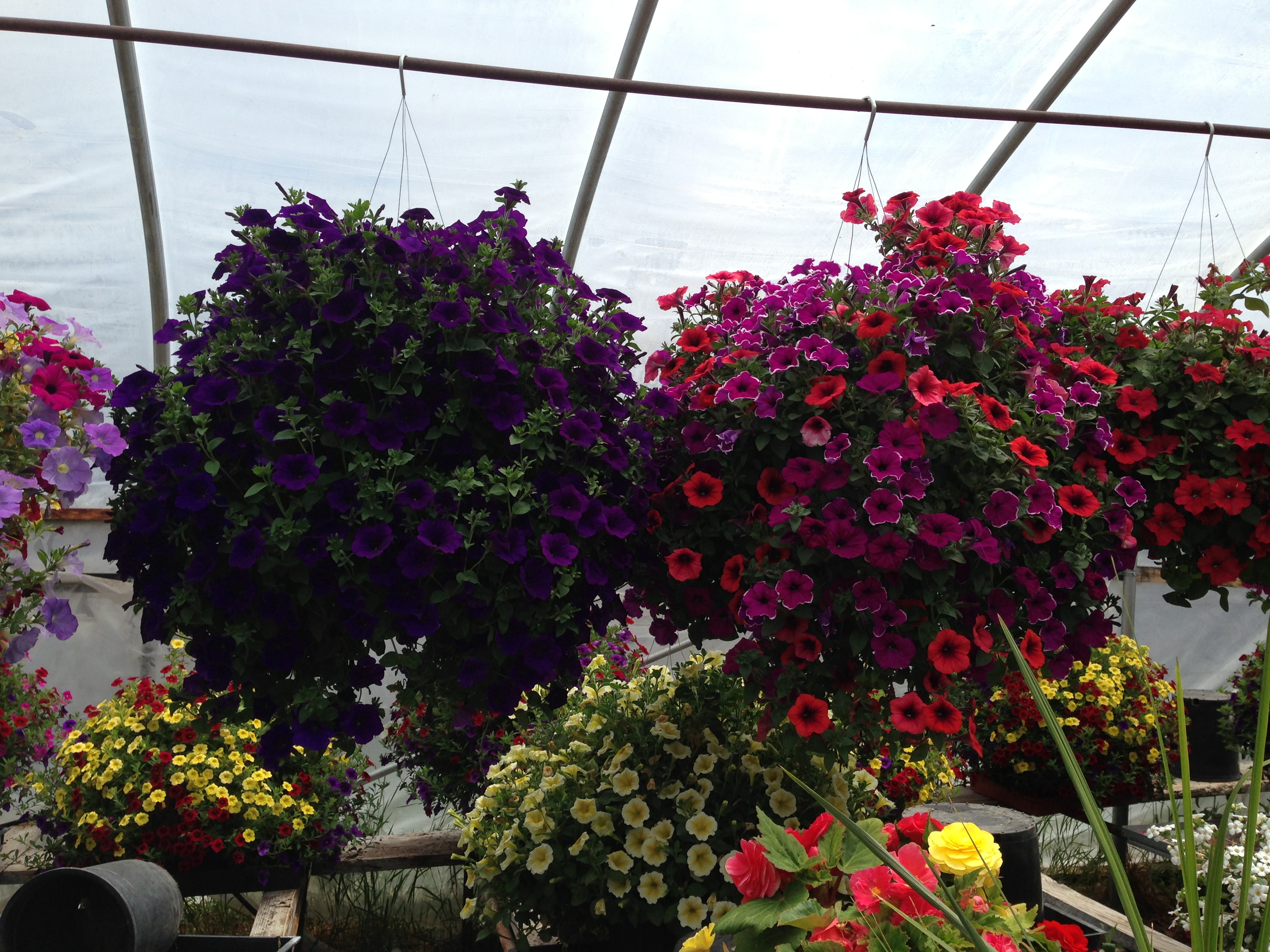 Galveston Gardens BEND