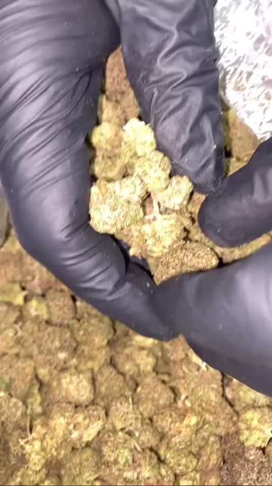 The Haze Lab photo 3