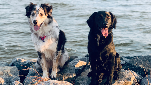 Eastern Shore K9 Solutions
