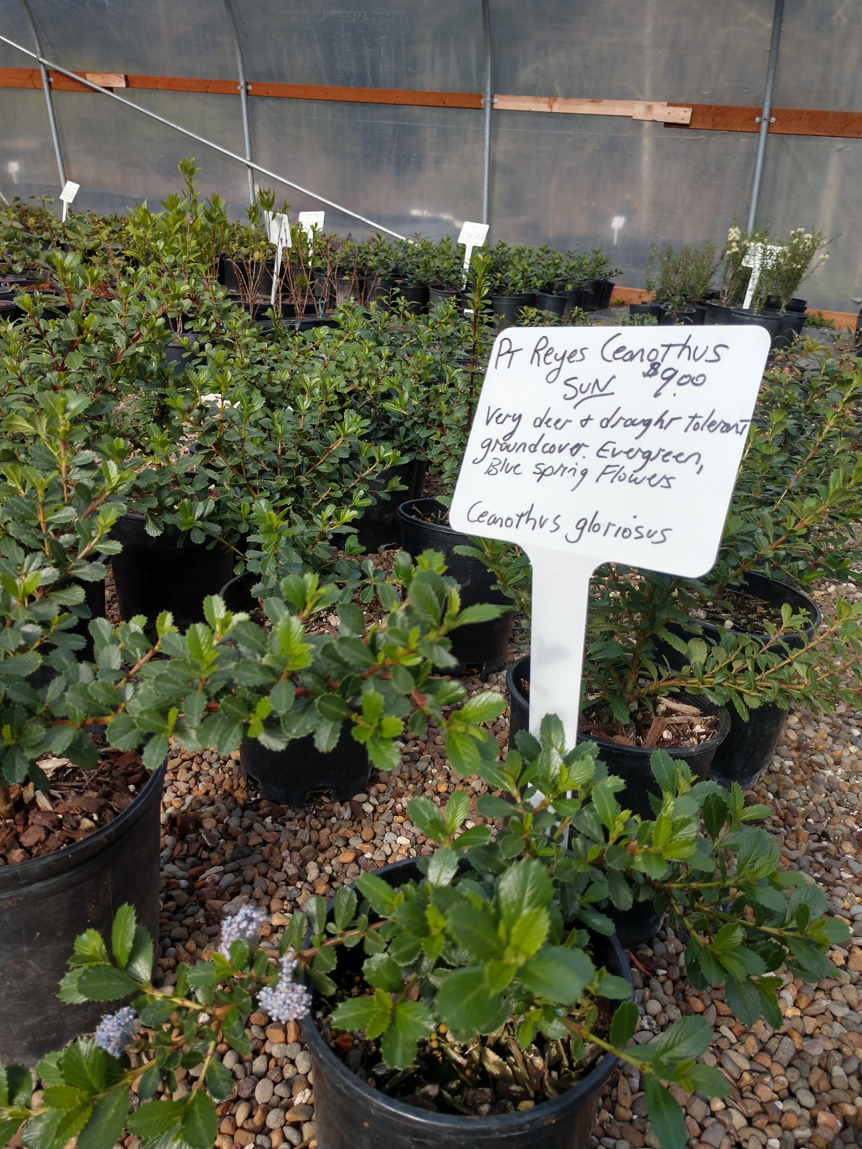 Doak Creek Native Plant Nursery