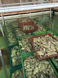 Photo n°7 de La Bourriche Bleue à Valenciennes (Fournisseur d'huîtres)