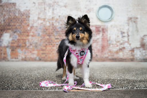 Zuna’s Puppyporium