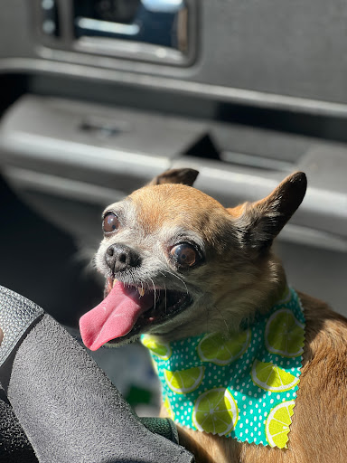 Bornagain Pet Salon Gallery - United States