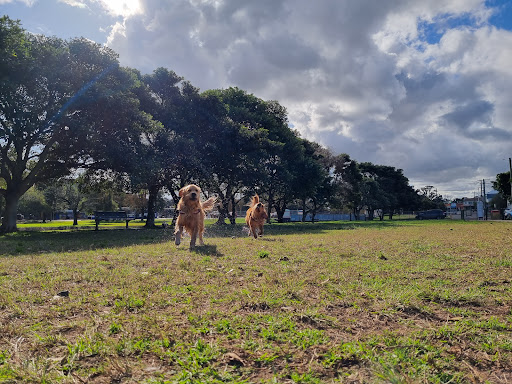 Islington Dog Off-Leash Area