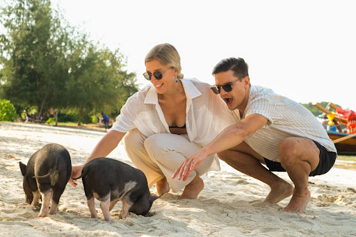 Paradise Travel and Tours