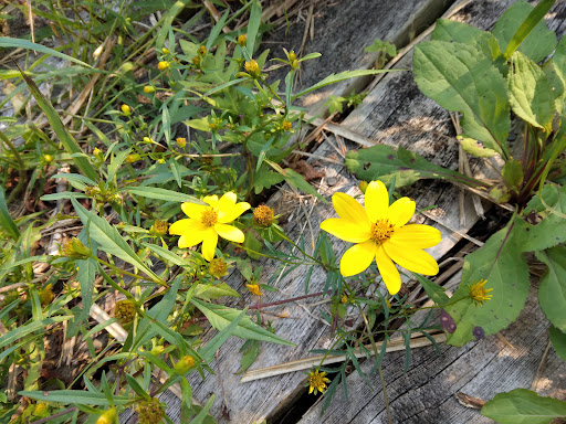 Maher Audubon Sanctuary - Thumbnail