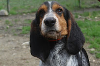 La Société Protectrice des Animaux (SPA) - Refuge de Chameyrat à Chameyrat