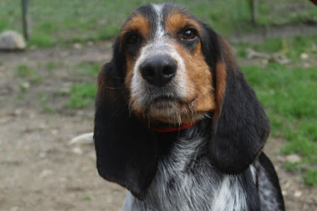 la-soci-t-protectrice-des-animaux-spa-refuge-de-ch