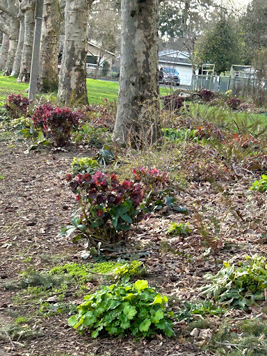 Nature Patch - Visual