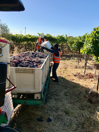 Farm to Bottle Vineyard Management - Thumbnail