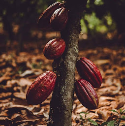 Photo n°2 de L'EPICENSE SAVEURS DU MONDE à Marsolan (Épicerie fine)