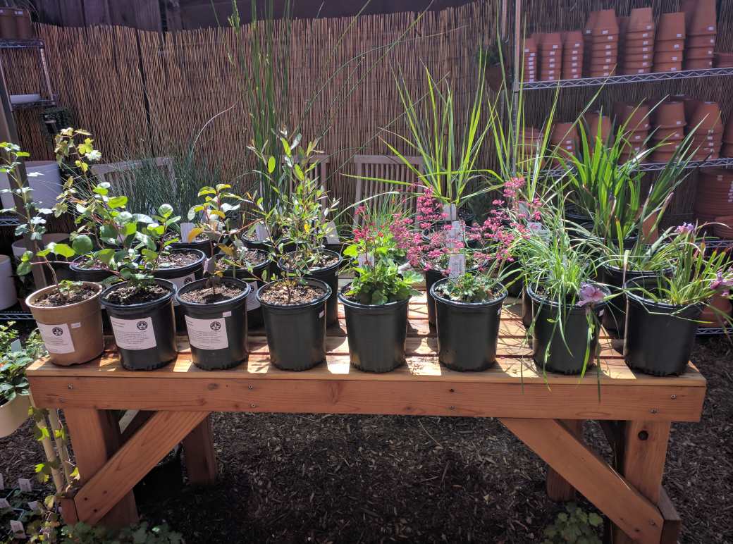 Artemisia Nursery