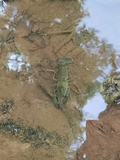 North Oconee River Greenway Trailhead @ Carriage Lane - Thumbnail