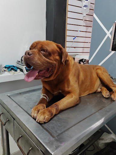 Clinica veterinaria Imperial CANIN - Thumbnail