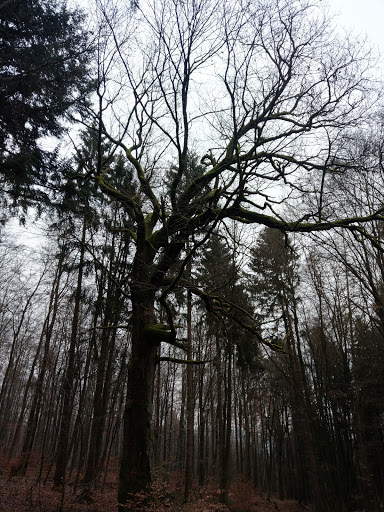 Köhler-Eiche - Visual