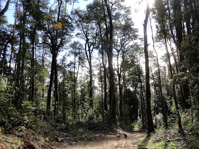 Photos of Parque Llancahue