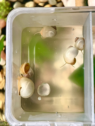 RC SNAILS - Visual