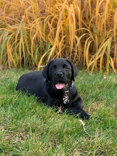 Kishholm Labradors