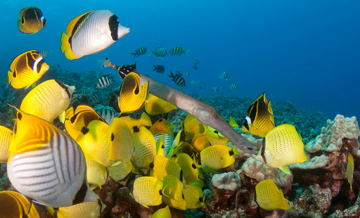 Jack's Diving Locker - Visual