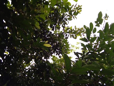 Photos of Warung Om Mijo