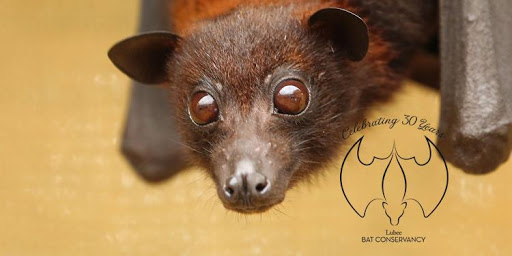 Lubee Bat Conservancy - Visual