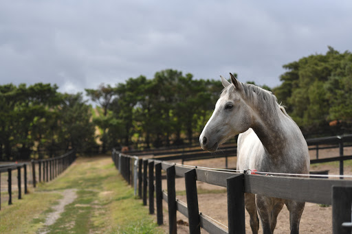 Caribu Horse Wear