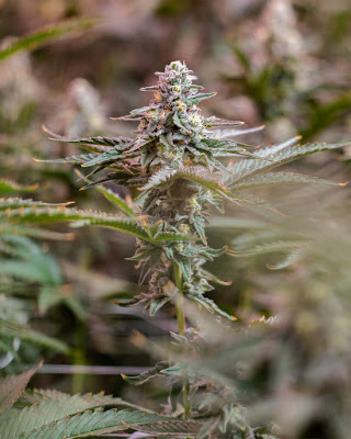 Photo of Pecos Valley Production - Dispensary & Wholesale