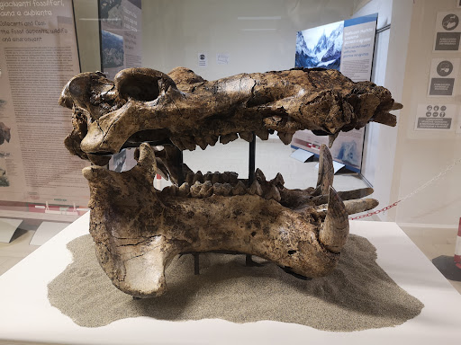 MuPA Museo Paleontologico Archeologico