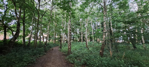 Withy Hill Woods - Thumbnail
