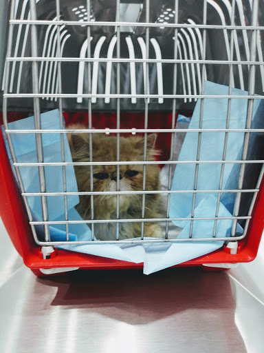 Ambulacia Veterinaria - Clinica Veterinaria 24 horas.