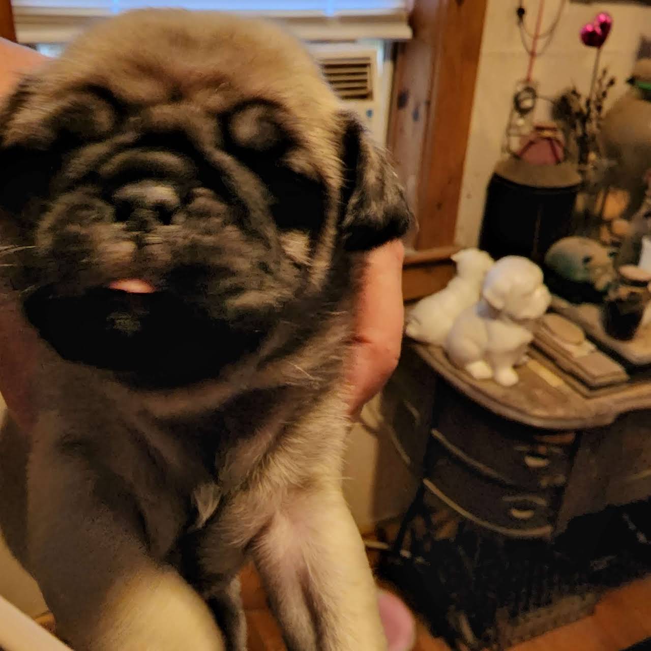The Pug Farm Dog Breeder in Nottingham