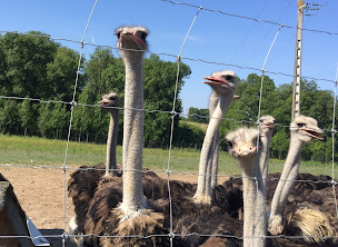 Photo n°18 de La ferme enchantée - Vente sur rendez-vous à Guitinières (Producteur agroalimentaire)