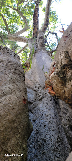 Ceiba Atabey de 400 años - Thumbnail