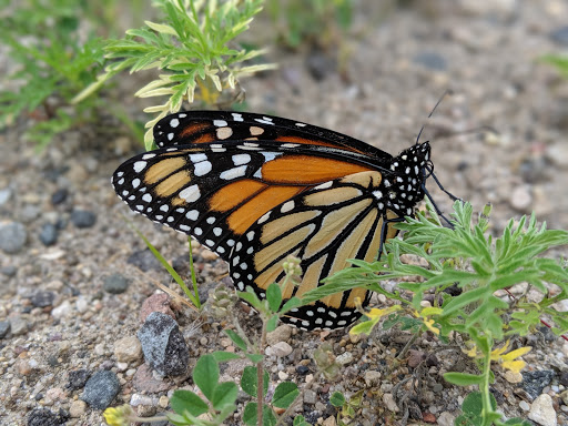Prairie Ridge Park - Thumbnail
