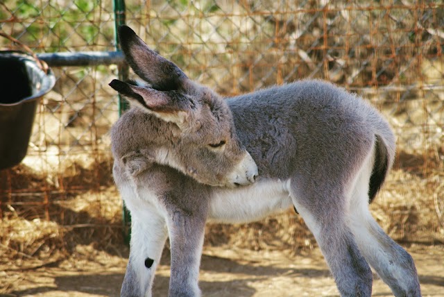 Donkey Sanctuary Bonaire