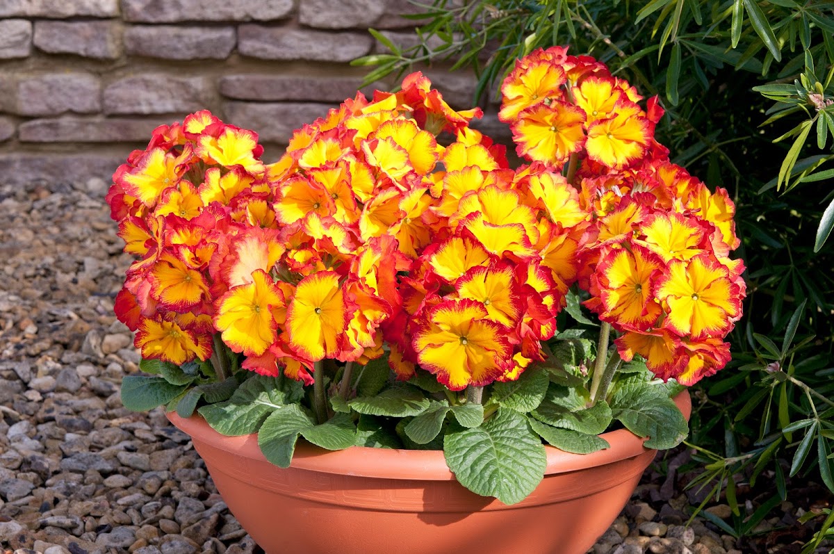 Knights Garden Centre - Chelsham, Warlingham