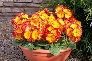 Knights Garden Centre - Chelsham, Warlingham