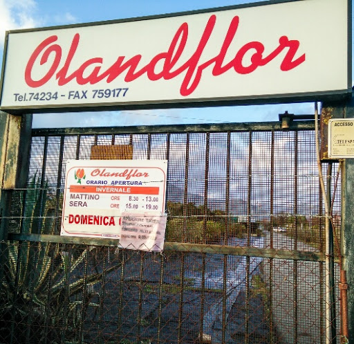 Olandflor