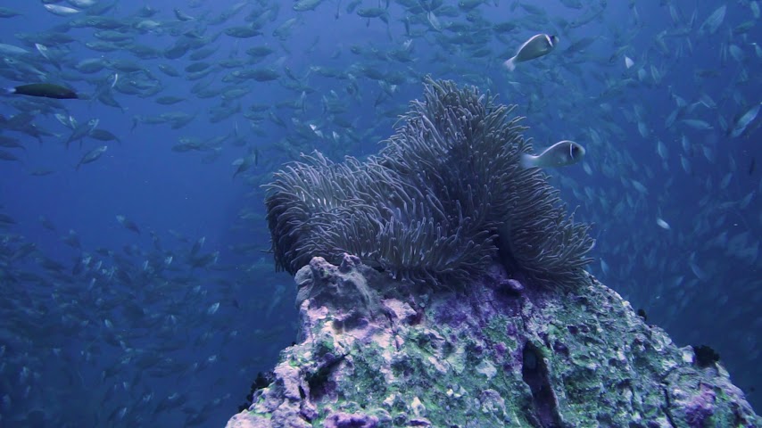 Buddha View Dive Centre - Scuba Diving - Padi Courses - Divemaster Training - IDC by null