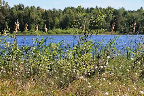 Männikjärv