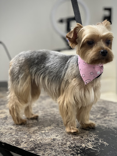Canine Cuts - Thumbnail