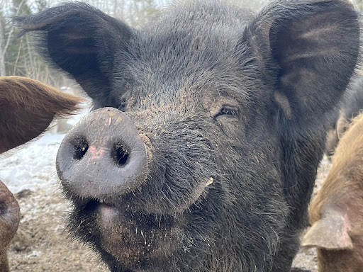 East Forty Farm and Dairy - Thumbnail