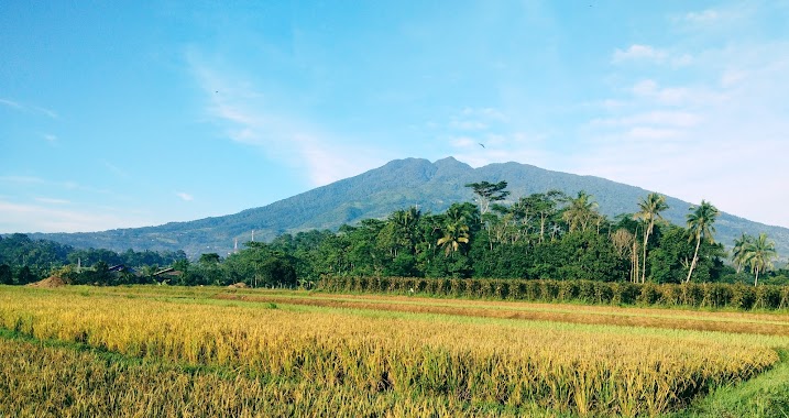 Dinas Perikanan dan Peternakan - Balai Benih Ikan Cijeruk, Author: Nursalam Tarmizi