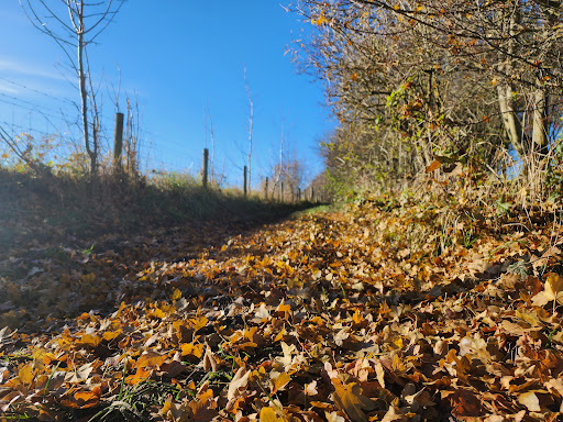 Barber wood - Thumbnail