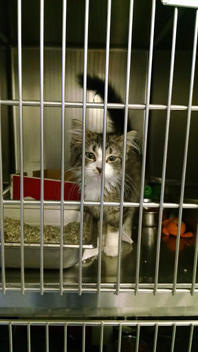 Humane Society of Erie County - Thumbnail