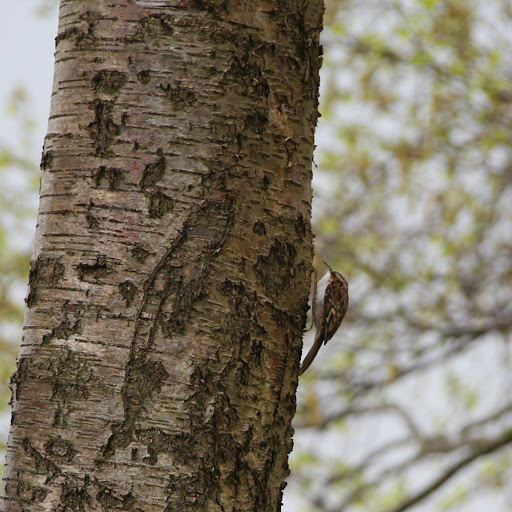 Tatton Park Bird Hide - Thumbnail