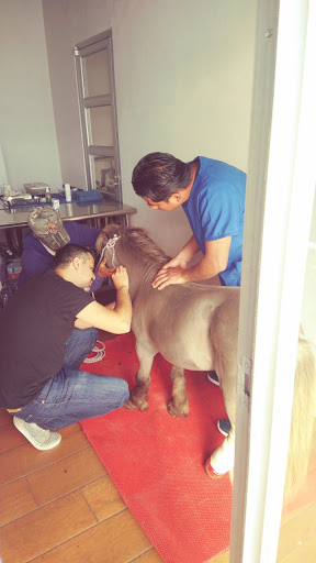 CENVET Hospital Veterinario