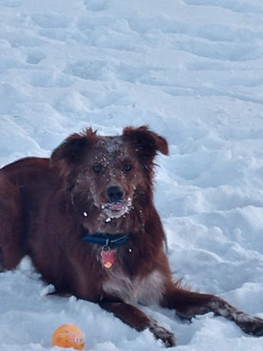 Ames Dog Park - Thumbnail