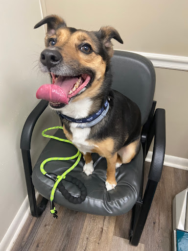 Animal Hospital Of Webster - Thumbnail