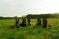 Pension Canine Au Coeur Des Pattes à Bélus